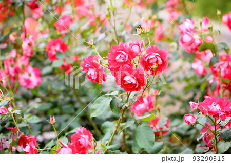 バラの花　ピカソ 93290315