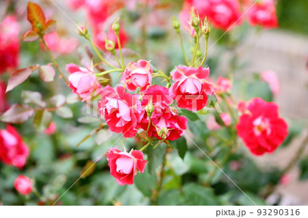 バラの花 ピカソ バラの花 ピカソ 93290316