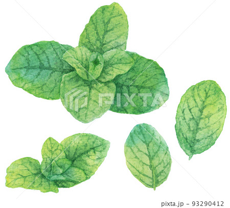 水彩複数のミントの葉 水彩複数のミントの葉 93290412
