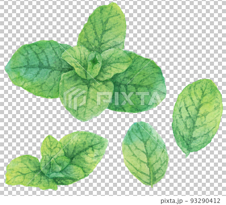 水彩複数のミントの葉 水彩複数のミントの葉 93290412