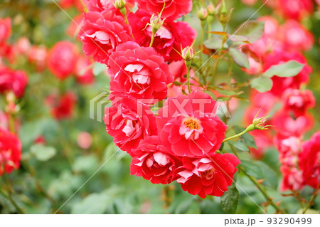 バラの花 ピカソ バラの花 ピカソ 93290499