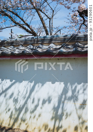 【生島足島神社・参道にて】影を落とすサクラ【長福寺の塀】 93290601