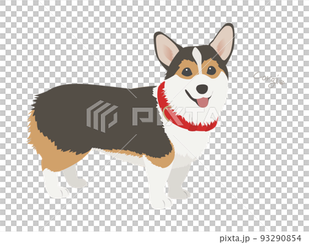 コーギー_トライカラー(ブラック&タン) コーギー_トライカラー(ブラック&タン) 93290854