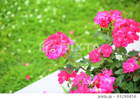 バラの花 ノックアウト バラの花 ノックアウト 93290856