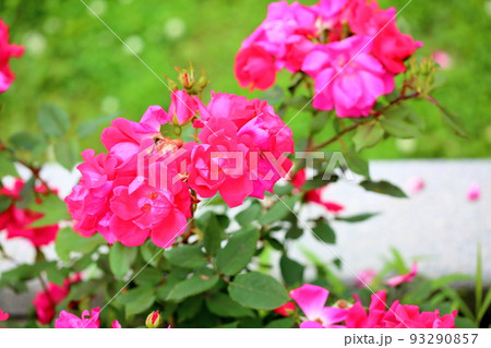 バラの花 ノックアウト バラの花 ノックアウト 93290857