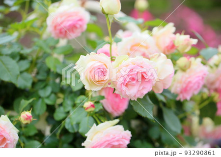 バラの花　ピエールドゥロンサール 93290861