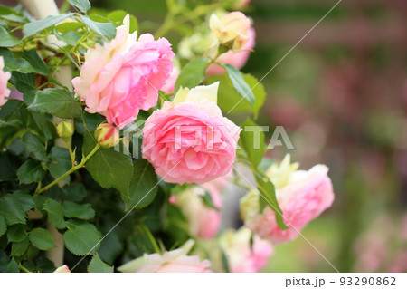 バラの花　ピエールドゥロンサール 93290862