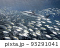 Grey Reef Shark, Carcharhinus amblyrhynchos 93291041