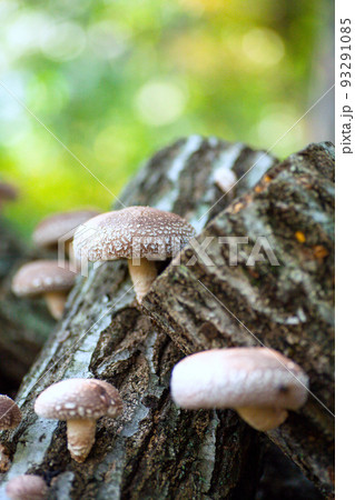 原木椎茸（縦）2 93291085