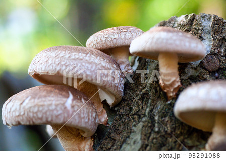 原木椎茸 93291088