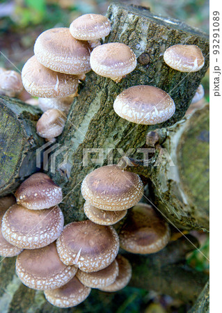 原木椎茸栽培(縦)2 原木椎茸栽培(縦)2 93291089