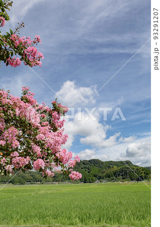 田園の夏の風景 93291207