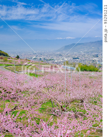 山梨笛吹市_桃の花咲く桃源郷の絶景 93291211