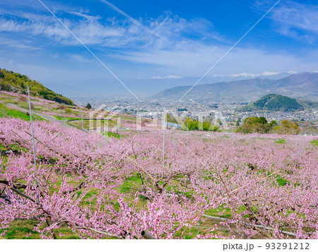 山梨笛吹市_桃の花咲く桃源郷の絶景 山梨笛吹市_桃の花咲く桃源郷の絶景 93291212