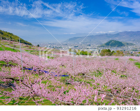 山梨笛吹市_桃の花咲く桃源郷の絶景 93291216