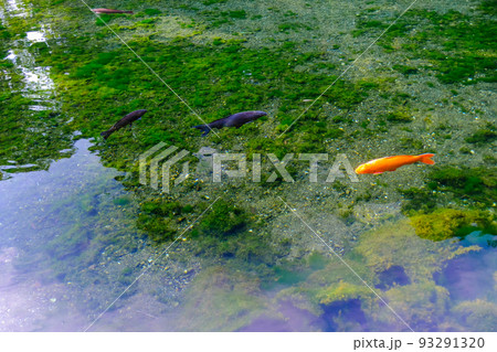 弁天池の鯉 弁天池の鯉 93291320