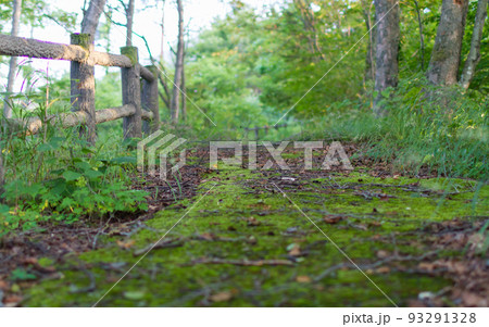 山奥の苔に覆われた遊歩道 山奥の苔に覆われた遊歩道 93291328