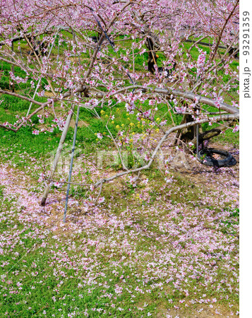 山梨笛吹市_花摘み作業をする桃畑の風景 山梨笛吹市_花摘み作業をする桃畑の風景 93291359