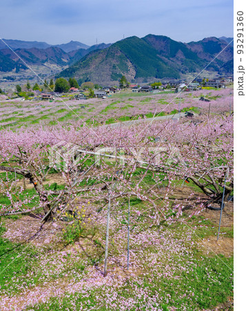 山梨笛吹市_花摘み作業をする桃畑の風景 山梨笛吹市_花摘み作業をする桃畑の風景 93291360