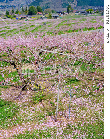 山梨笛吹市_花摘み作業をする桃畑の風景 山梨笛吹市_花摘み作業をする桃畑の風景 93291361