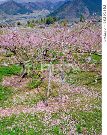 山梨笛吹市_花摘み作業をする桃畑の風景 山梨笛吹市_花摘み作業をする桃畑の風景 93291362