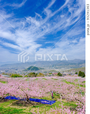 山梨笛吹市_花摘み作業をする桃畑の風景 山梨笛吹市_花摘み作業をする桃畑の風景 93291363