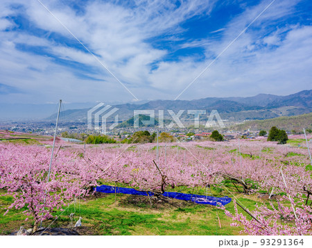 山梨笛吹市_花摘み作業をする桃畑の風景 山梨笛吹市_花摘み作業をする桃畑の風景 93291364
