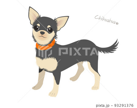 チワワ_ブラックタン チワワ_ブラックタン 93291376