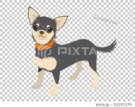 吉娃娃_黑棕 93291376