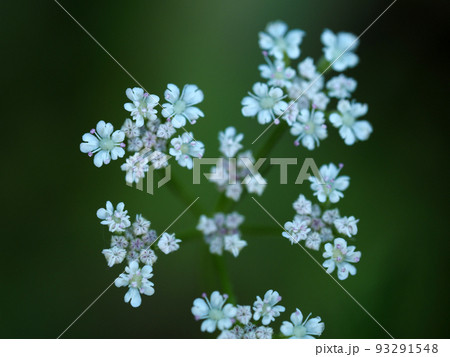 セリ科の白い花 セリ科の白い花 93291548