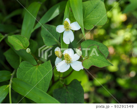 自生するドクダミ 93291549