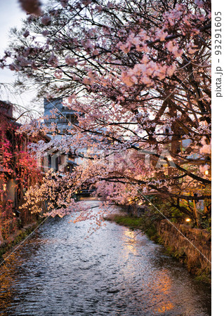 京都　祇園白川の2022年春 93291605