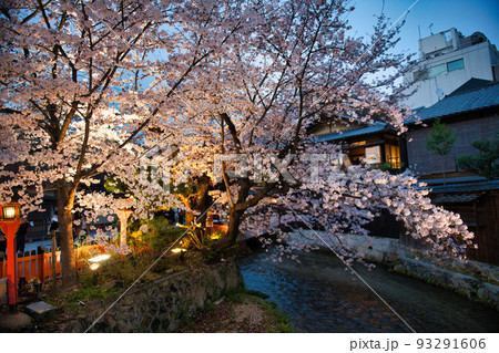 京都　祇園白川の2022年春 93291606