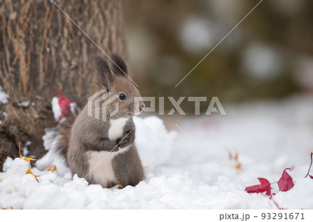 雪の中でたたずむエゾリス 93291671