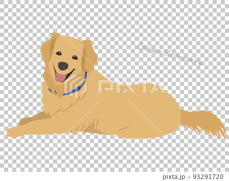 Golden retriever Golden retriever 93291720