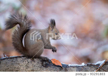 木の枝でたたずむエゾリス 木の枝でたたずむエゾリス 93291803