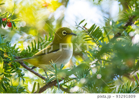 オンコの実を食べるメジロ 93291809