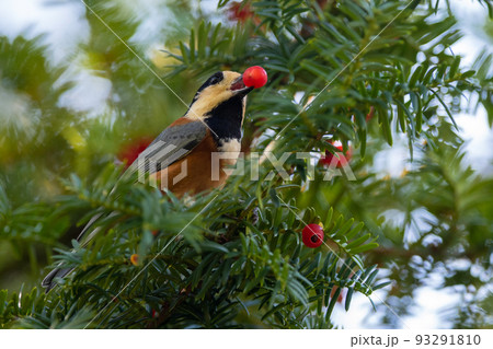 オンコの実を食べるヤマガラ 93291810