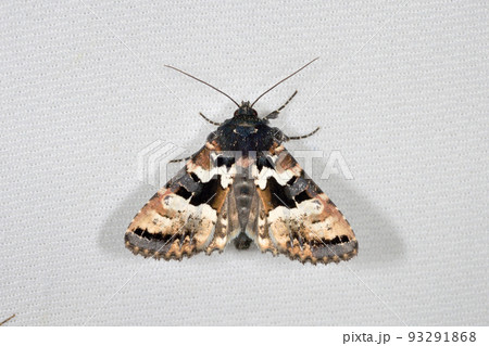 シラオビアカガネヨトウ(北海道・大雪山) シラオビアカガネヨトウ(北海道・大雪山) 93291868