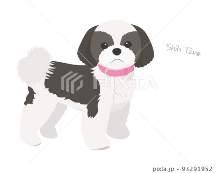 シーズー_ブラック&ホワイト シーズー_ブラック&ホワイト 93291952