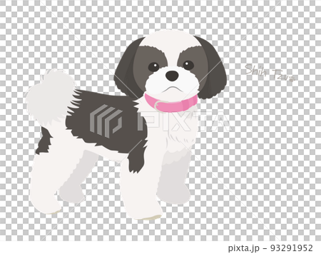 シーズー_ブラック&ホワイト シーズー_ブラック&ホワイト 93291952