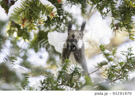オンコの実を食べるエゾリス 93291970