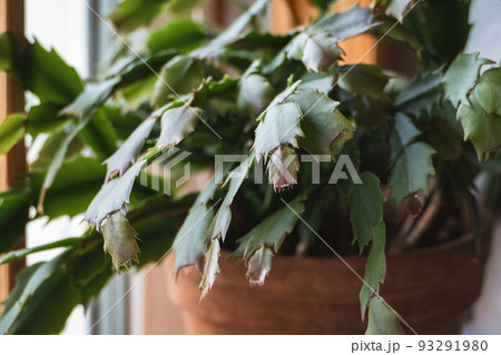 Schlumbergera truncata, Thanksgiving or Crab cactus plant growing new leaves Schlumbergera truncata, Thanksgiving or Crab cactus plant growing new leaves 93291980