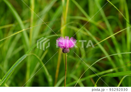 高原に咲くアザミの花 高原に咲くアザミの花 93292030