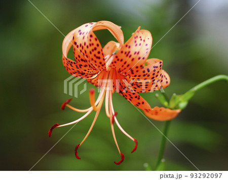 オニユリ 鬼百合 93292097