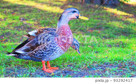 東京都足立区の都立舎人公園で陸上に上がった鴨の風景 93292417