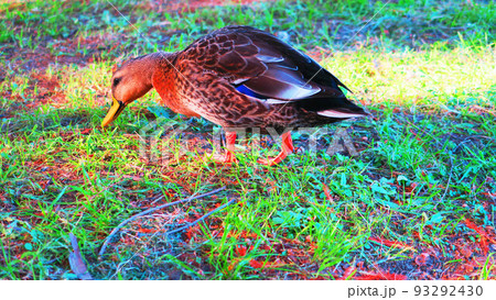 東京都足立区の都立舎人公園で陸上に上がった鴨の風景 93292430