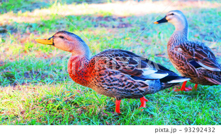 東京都足立区の都立舎人公園で陸上に上がった鴨の風景 93292432