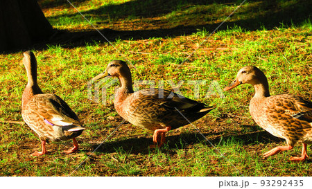 東京都足立区の都立舎人公園で陸上に上がった鴨の風景 93292435