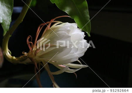 月下美人 93292664